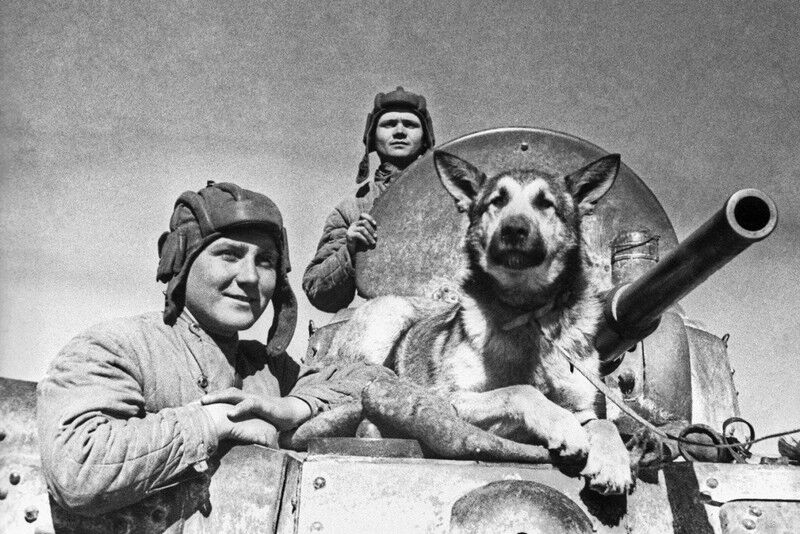 «Портрет фронтовой собаки»: начинается всероссийский конкурс детских рисунков